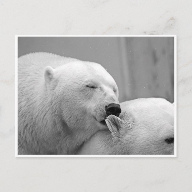 Cartão postal dos amigos do urso polar (Frente)