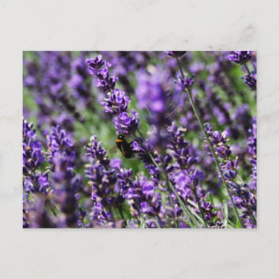 Cartão Postal dos Campos de Lavanda
