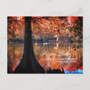 Cartão postal dos Jardins do Lago dos Cisnes Iris