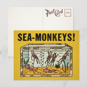 Cartão postal dos Macacos do Mar Vintage