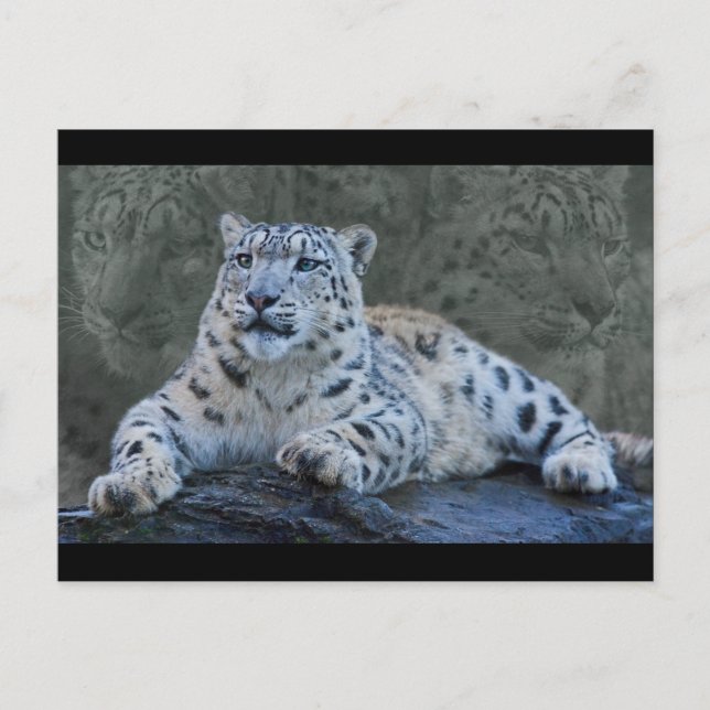 Cartão postal dos Sonhos Leopardo de Neve (Frente)