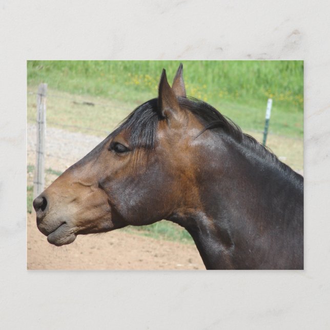 Cartão Postal Dosagem (Frente)