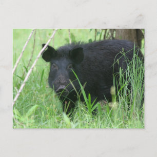 Cartão Postal Dose Suja