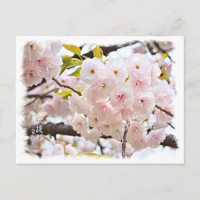 Cartão Postal Double Cherry Blossom: Oh-jochin (Frente)