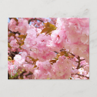 Cartão Postal Double Cherry Blossom: Sato-zakura
