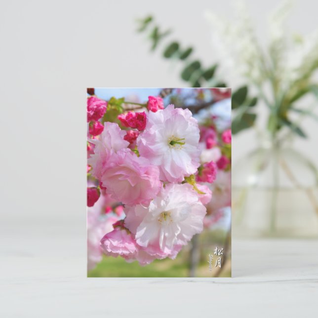 Cartão Postal Double Cherry Blossom: Shogetsu (Em pé/Frente)