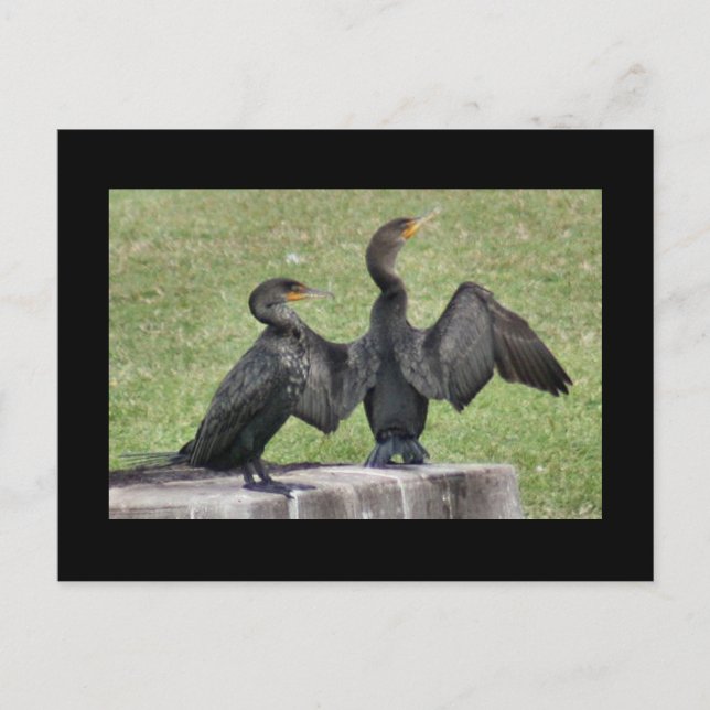 Cartão Postal Double Crested Cormorant Photo Postcard (Frente)