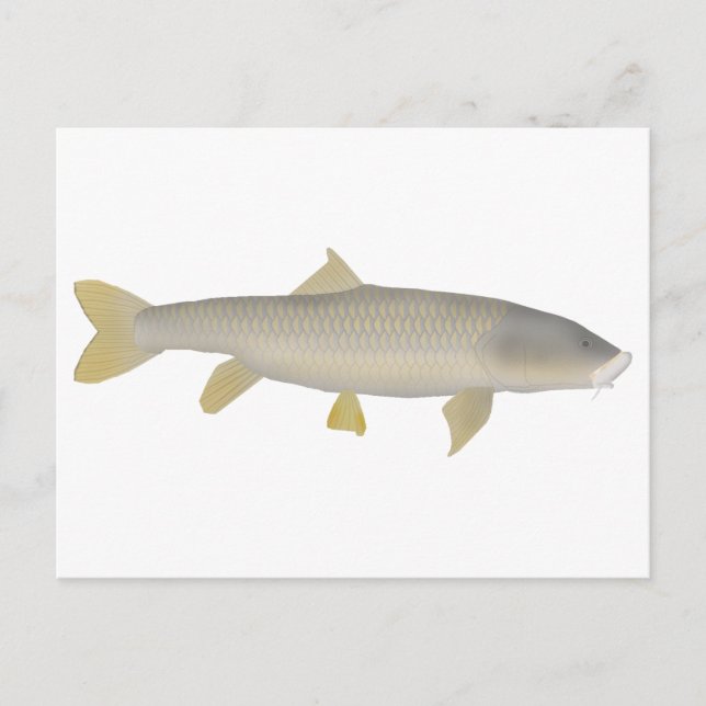 Cartão Postal Dourado Mahseer (Frente)