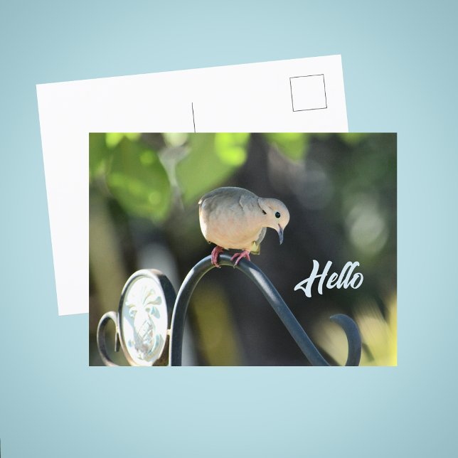 Cartão Postal Dove Dropping in to Say Hello Photo (Criador carregado)