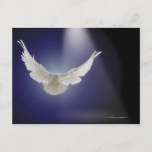 Cartão Postal Dove flying through beam of light