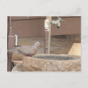 Cartão Postal Dove na fonte