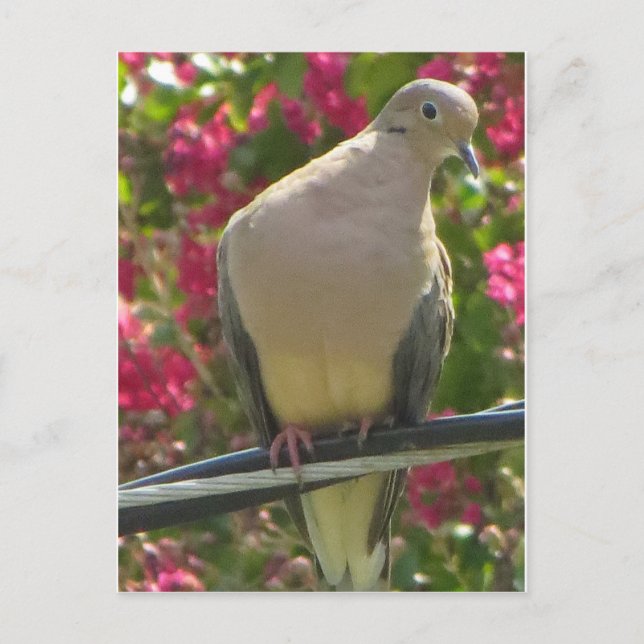 Cartão Postal Dove On Wire (Frente)