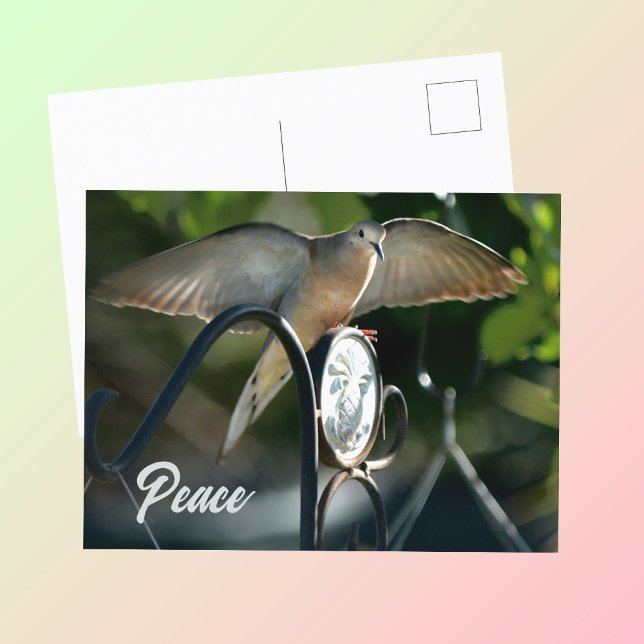 Cartão Postal Dove Wings Espalha a Paz Fotográfica (Criador carregado)