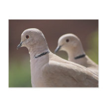 Doves in Love