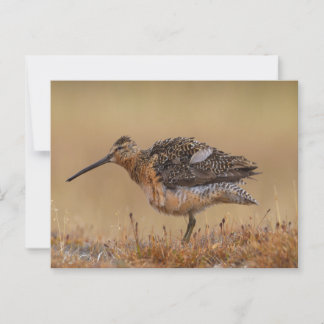 Cartão Postal Dowitcher de bico longo