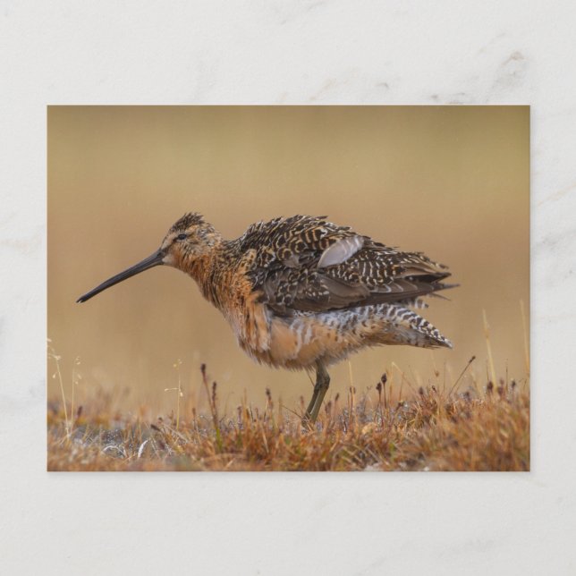 Cartão Postal Dowitcher de bico longo (Frente)