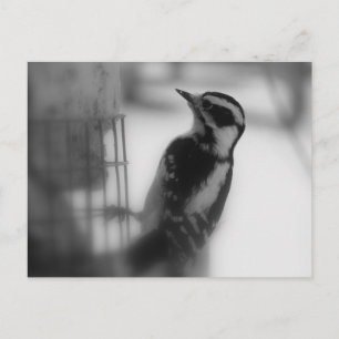 Cartão Postal Downy