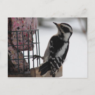 Cartão Postal Downy Woodpecker