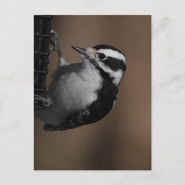 Cartão postal Downy Woodpecker (Frente)