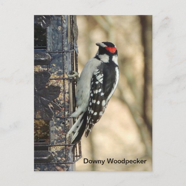 Cartão Postal Downy Woodpecker (Frente)