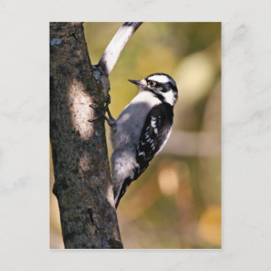 Cartão Postal Downy Woodpecker