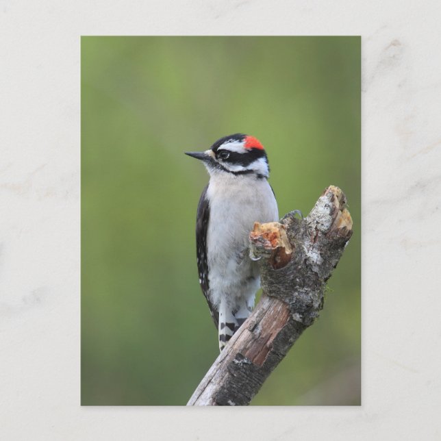 Cartão Postal Downy Woodpecker (Frente)