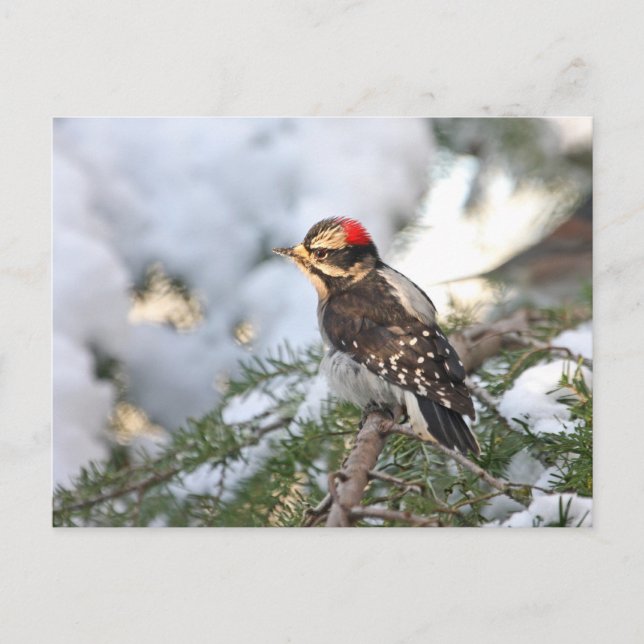 Cartão Postal Downy Woodpecker (Frente)