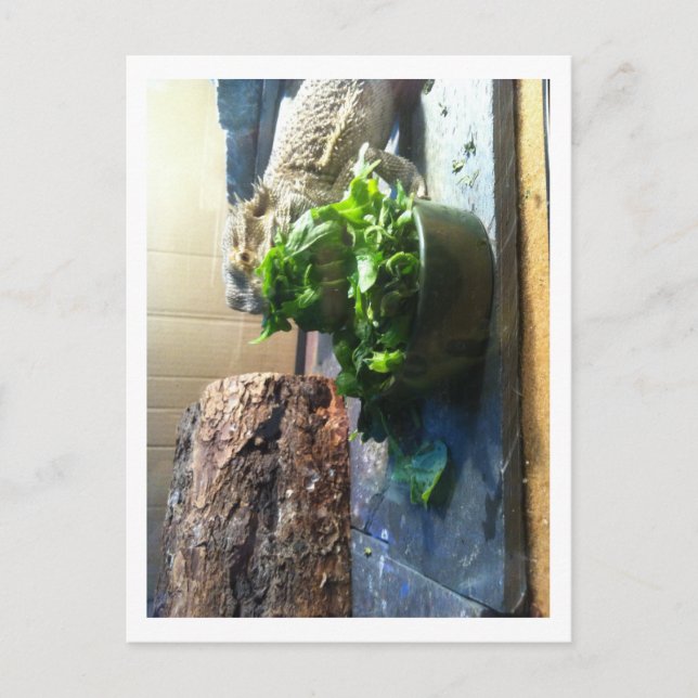 Cartão Postal Dragão barbudo desfrutando salada (Frente)