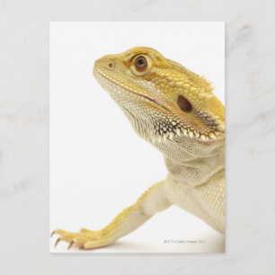 Cartão Postal Dragão barbudo (Pogona Vitticeps)