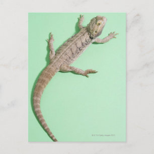Cartão Postal Dragão barrado
