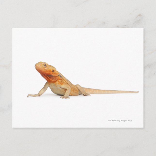 Cartão Postal Dragão com barba sem grão de SilkBacks - Pogona (Frente)