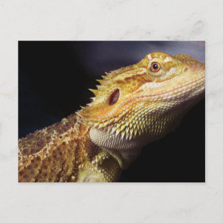 Cartão Postal Dragão com bordo Cabeça 2