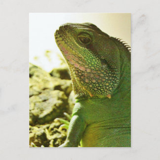 Cartão Postal Dragão de Água Chinês