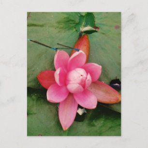 Cartão Postal Dragões Azuis numa flor de lótus rosa
