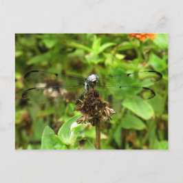 Cartão Postal Dragonflies Blue Dragonfly em uma foto da flor Hus