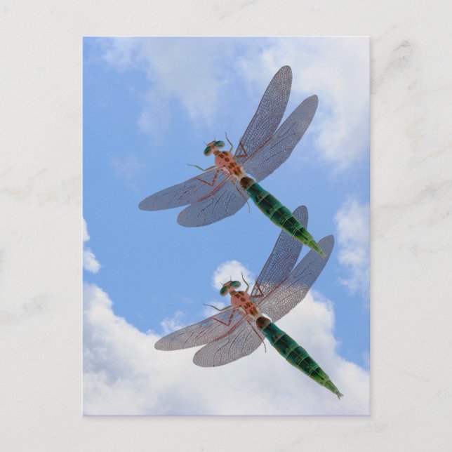 Cartão Postal Dragonflies Blue Sky Clouds Nature Postcard (Frente)