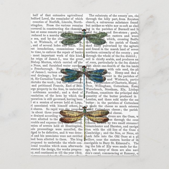 Cartão Postal Dragonflies Impressão 2 (Frente)