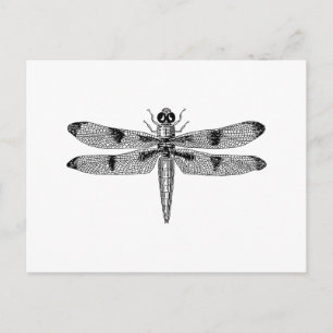 Cartão Postal Dragonfly