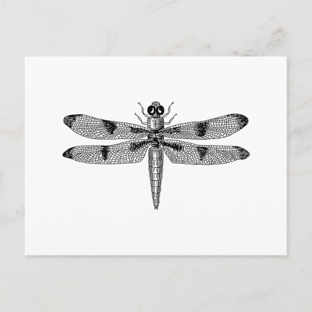 Cartão Postal Dragonfly (Frente)