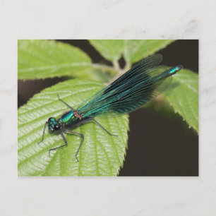 Cartão Postal Dragonfly