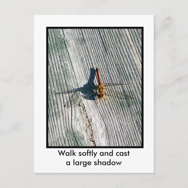 Cartão Postal Dragonfly (Frente)