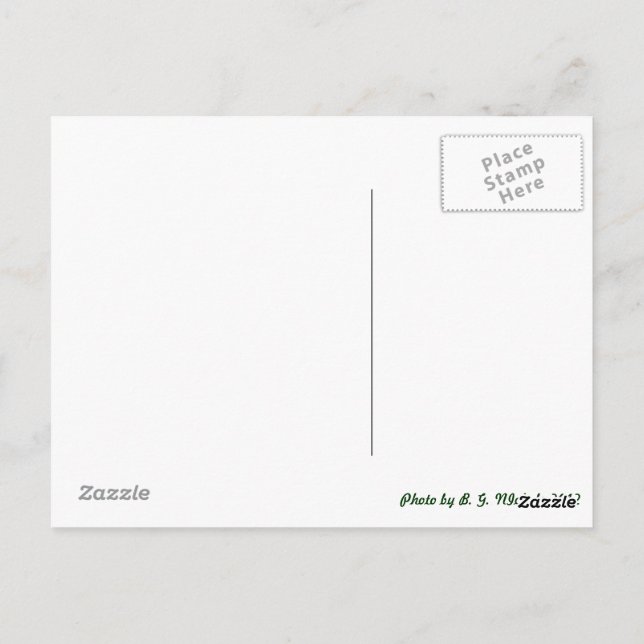 Cartão Postal Dragonfly (Verso)