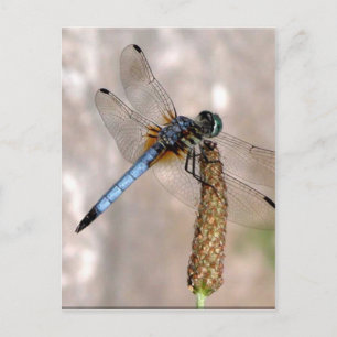 Cartão Postal Dragonfly!