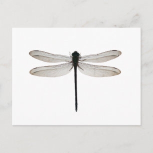 Cartão Postal Dragonfly