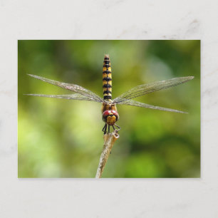 Cartão Postal Dragonfly