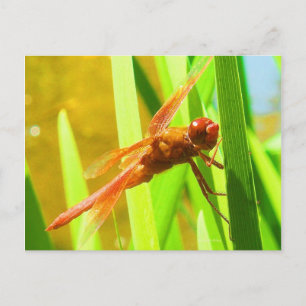 Cartão Postal Dragonfly