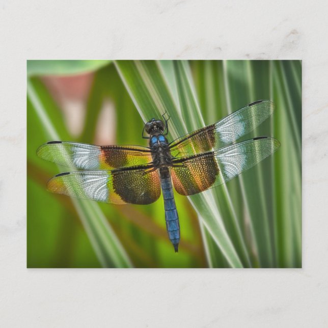 Cartão Postal Dragonfly (Frente)