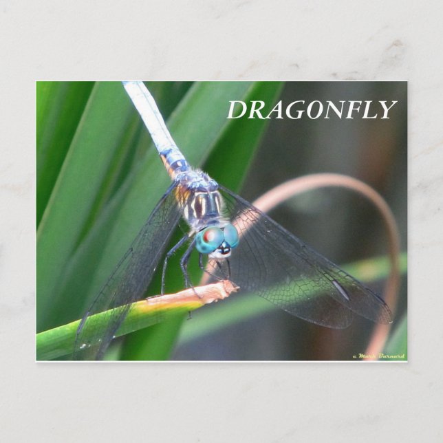 Cartão Postal Dragonfly (Frente)
