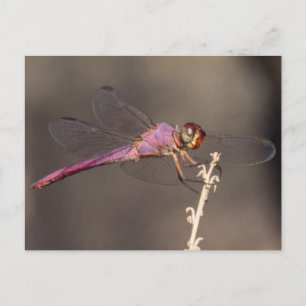 Cartão Postal Dragonfly