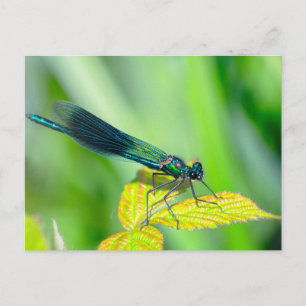 Cartão Postal Dragonfly
